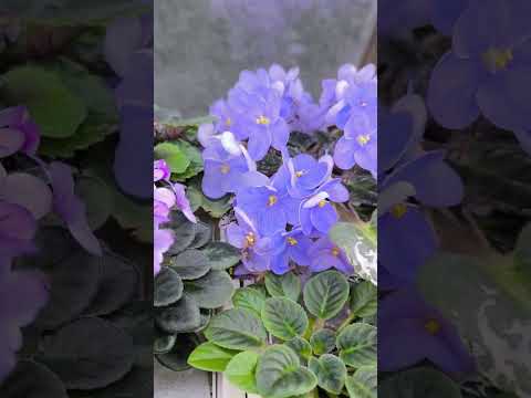 Видео: Цветущие фиалки в сентябре 