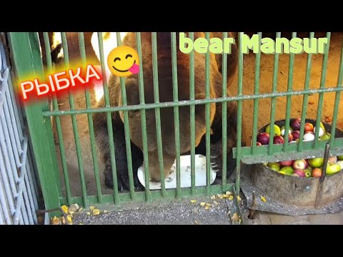 Видео: Мансур кушает любимую рыбку 🐻😋 Mansur eats his favorite fish_30/09/25