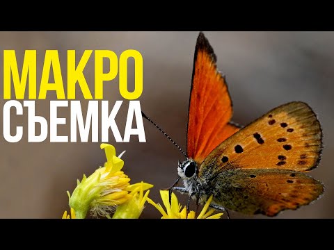 Видео: КАК снимать МАКРО? | Макросъемка капель, насекомых и предметки с Nikkor Z MC 105mm F2.8 VR S