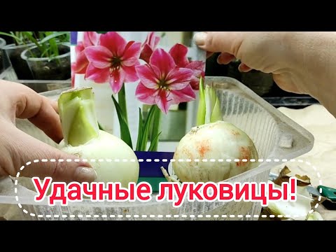 Видео: Новые луковицы. Подробнее о выборе. Посадка.
