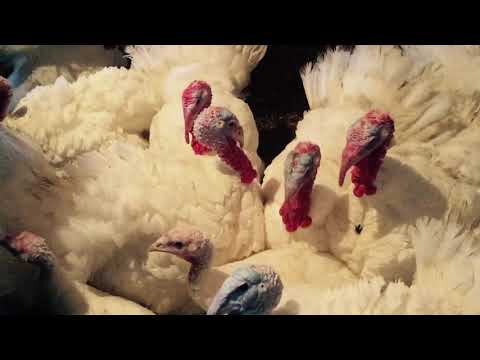 Видео: Моё хозяйство на сегодня 14.11.2019