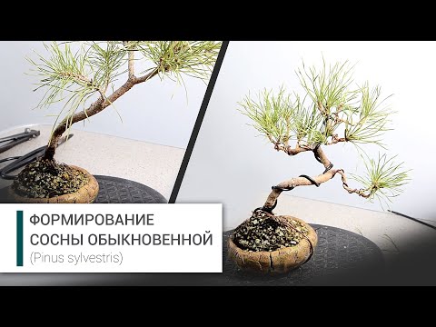 Видео: Формирование пре-бонсай из сосны обыкновенной.   The first styling of pinus sylvestris pre-bonsai