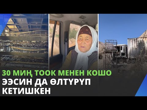 Видео: 30 миң тоок менен кошо ээсин да өлтүрүп кетишкен | апа баарын жашырбай айтты😥