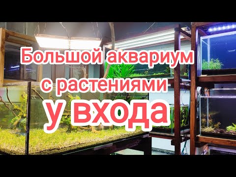 Видео: Запускаю аквариум с большой корягой у входа