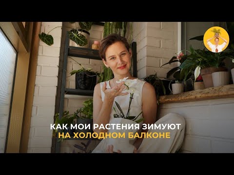 Видео: Как мои растения зимуют на холодном балконе