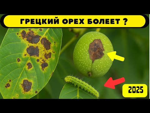 Видео: Грецкий орех болеет? Показываю все болезни с фото и лечением!