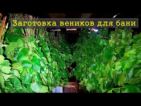 Видео: Заготовка веников для бани / Мой первый опыт по заготовки 2025