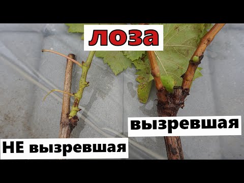 Видео: Какой саженец посадить осенью ? Сезон 2025г.