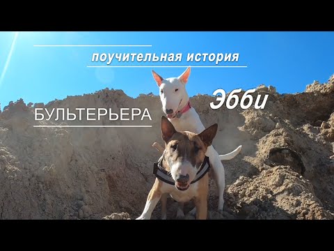 Видео: Поучительная история одного бультерьера.