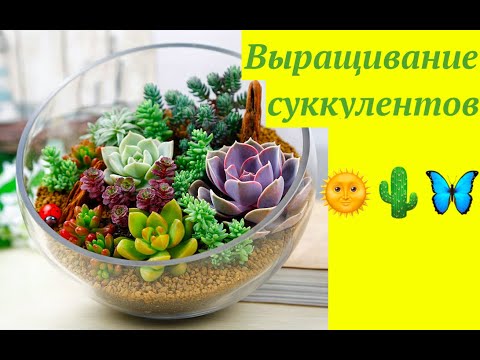 Видео: СУККУЛЕНТЫ : КАК ВЫРАЩИВАТЬ и РАЗМНОЖАТЬ #СУККУЛЕНТ  #КАКТУС  #ХАВОРТИЯ #ЭЧЕВИЕРИЯ  #oldenburgru#118