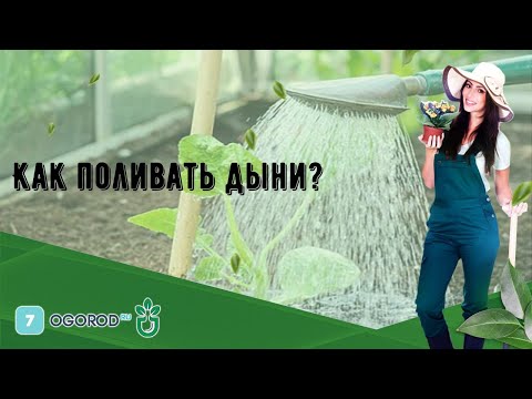 Видео: Как поливать дыни?