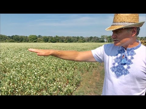 Видео: 3 шляхи після збирання пшениці