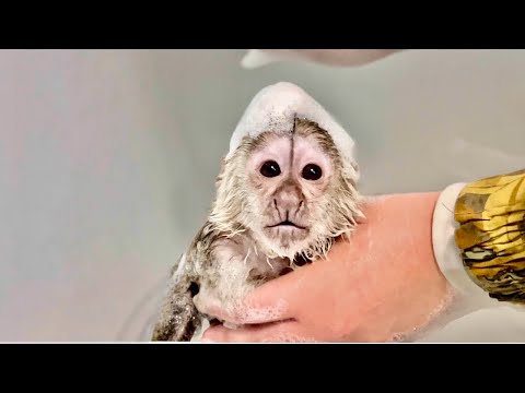 Видео: МИЛЕЙШЕЕ видео о том, как мы ИСКУПАЛИ Финика, а он нас ОБИДЕЛСЯ! 