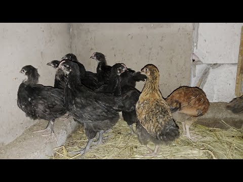 Видео: Кучинский юбилейный және Австралорп ұстаймын деп шештім) #chicken #ayam #куры #birds #квочка#farming