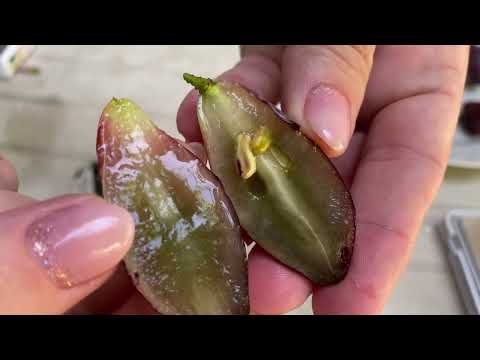 Видео: Сорта и формы винограда после сильнейшего ливня