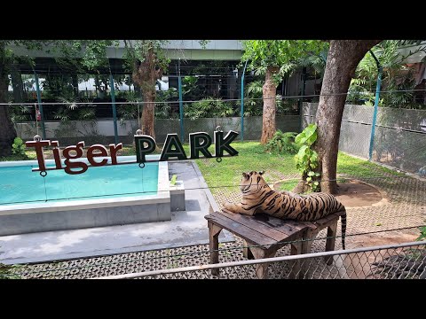 Видео: Тигровый парк, Паттайя. Шок и воссторг!Tiger park, Pattaya.