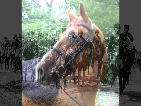 Видео: ПЕСНЯ ПРО КОНЯ.wmv