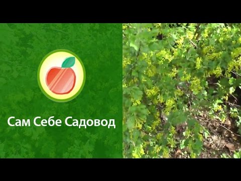 Видео: Золотистая смородина