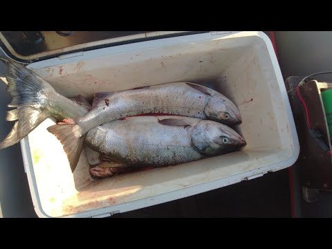 Видео: РЫБАЛКА, КЕТА,🐟🔥 ПРИРОДА 30.09.25. НАХОДКА.