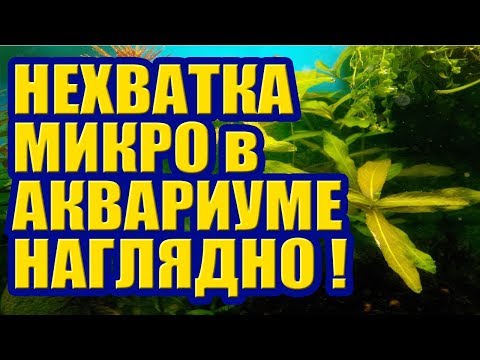 Видео: Признаки нехватки Микроэлементов в Аквариуме. Наглядно! Нитчатка на Мхе Ксенококус на Анубиасе