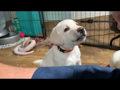Видео: ВОСПОМИНАНИЯ ПЯТНИЦЫ: 7 милых и забавных щенков лабрадора сходят с ума #милыещенки #щенок #лабрадор