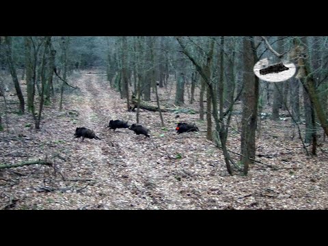 Видео: Подборка лучших моментов декабрьской лихорадки охоты на диких кабанов!