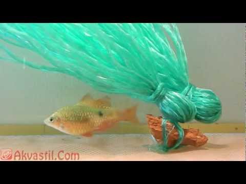 Видео: Нерест и размножение Огненных барбусов. Нерест, икра, личинки и мальки. Аквариумистика.