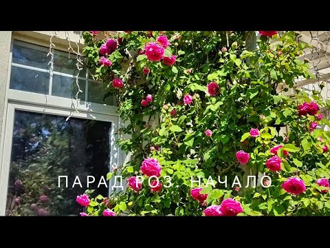 Видео: Парад роз - 2024. Начало