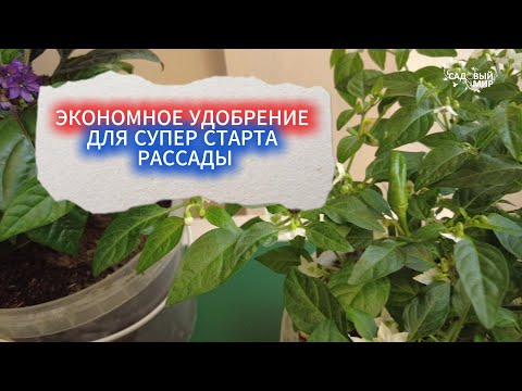 Видео: ЭКОНОМНОЕ УДОБРЕНИЕ ДЛЯ РАССАДЫ - СУПЕР СТАРТ КОРНЕЙ! ТЕСТИРУЕМ НОВОЕ УДОБРЕНИЕ ДЛЯ РАССАДЫ