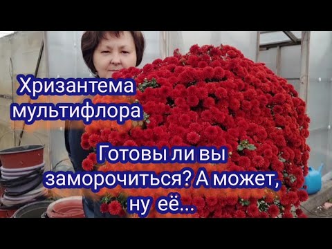 Видео: Хризантема мультифлора. Как сохраняю зимой и почему не оставляю на зиму в грунте...