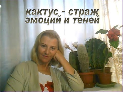 Видео: Кактус — зелёный страж эмоций и теней