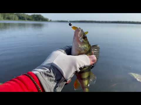 Видео: 30 окунів з Дніпра. Тиха рибалка у вейдерсах без зайвих слів.