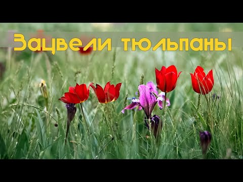 Видео: ДИКИЕ ТЮЛЬПАНЫ ШРЕНКА В ВОРОНЕЖСКОЙ ОБЛАСТИ