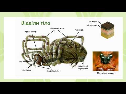 Видео: Урок з предмету "Біологія" 7 клас Павукоподібні: отруйні види (павуки), кровосисні види (кліщі)