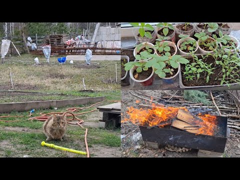 Видео: Моя рассада | Снимаем укрытия с плодовых культур после заморозков | 15 неделя года | Ветерина