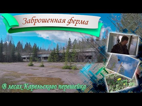 Видео: Заброшенная свиноферма в лесах Ленинградской области. Карельский перешеек