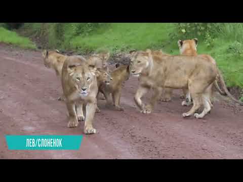 Видео: Безумные Битвы Животных, от Которых Мурашки по Коже! Топ 10