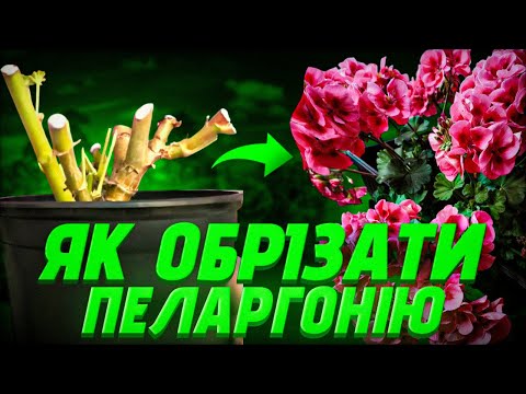 Видео: Як обрізати пеларгонію. Частина 2. Дворічна пеларгонія. Золотий період для пеларгоній. Plant Helper