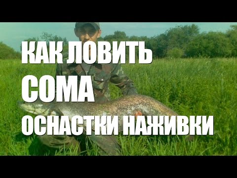 Видео: ЛОВЛЯ СОМА - ОСНАСТКИ, НАЖИВКИ на РЫБУ СОМ