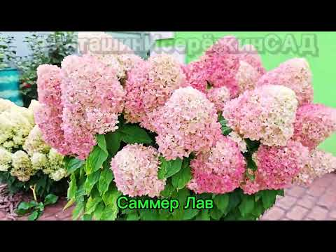 Видео: Самое длинное видео 🎞ПРО ГОРТЕНЗИЮ🎞БЕЗ СЛОВ🙊✅ Подписывайтесь на сообщество ВК «МОЯ ГОРТЕНЗИЯ»