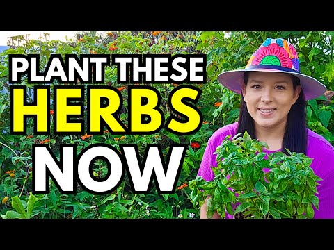 Видео: 10 простых трав для выращивания из семян в осеннем саду | Советы и преимущества выращивания трав