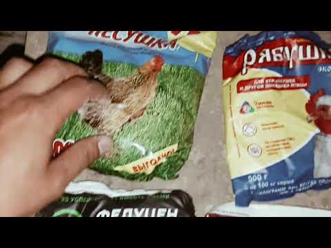 Видео: Тауыктарга витамин н/е тагыда видио болама Жауап коремиз.....