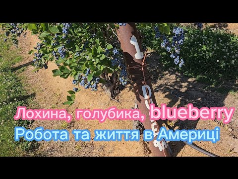 Видео: Вже смакуємо Лохина, голубика, blueberry, робота в Америці.