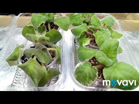 Видео: Как влияет жара 30 градусов на фиалку?