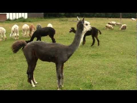 Видео: Альпаки. Содержание, разведение, повадки