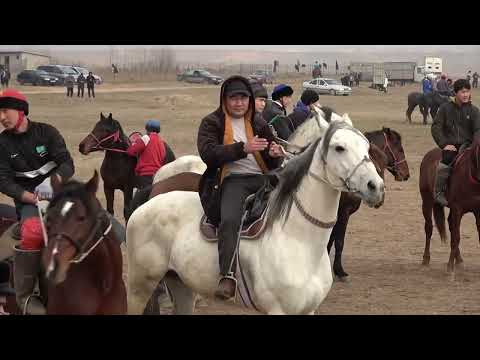 Видео: Сарыағаш ауданы. Бағыс ауылы Жаукиевтар отбасы Махмуд ағамыздың кокпар тойы15 02 2025ж