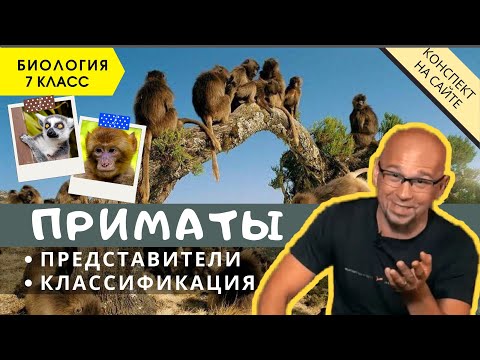 Видео: Отряд Приматы. Класс Млекопитающие. Биология 7 класс Признаки. Сходства, отличия обезьян от человека