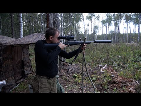 Видео: Охота на рёвного лося в Вологодской области