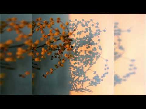 Видео: [FREE] Хабиб x Galibri & Mavik Type Beat - "Мотылёк"