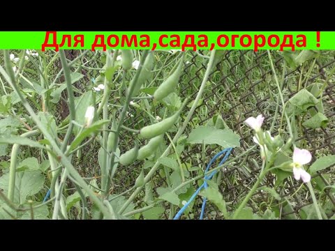 Видео: Выращиваем  семена редиса ! Полный цикл !!!